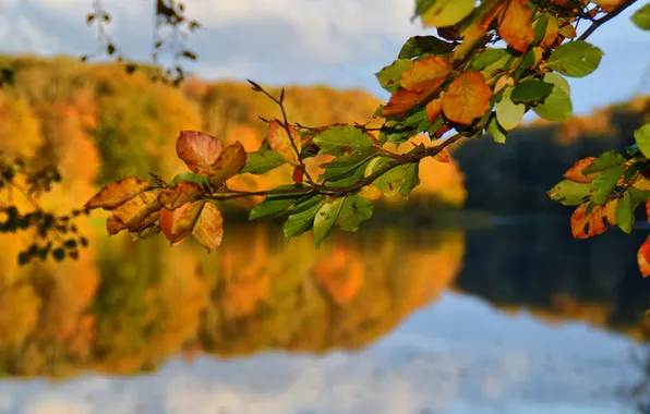 Осень, листья, деревья, озеро, ветка