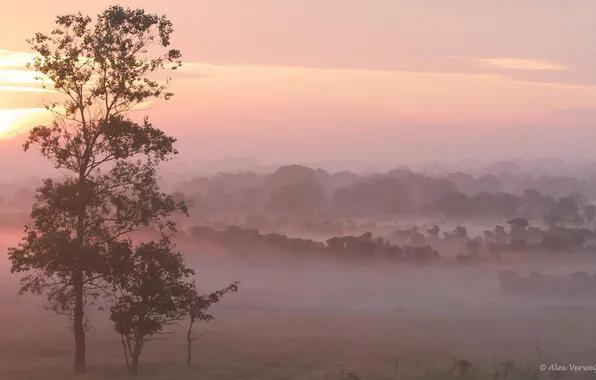 Картинка поле, пейзаж, природа, туман, дерево, утро