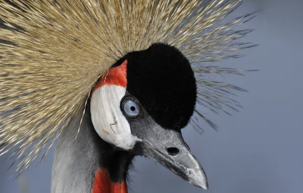 Макро, птица, Grey crowned crane