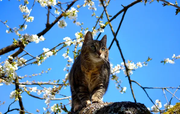 Картинка кошка, весна, цветение