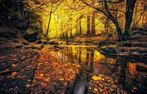 Картинка осень, лес, ручей