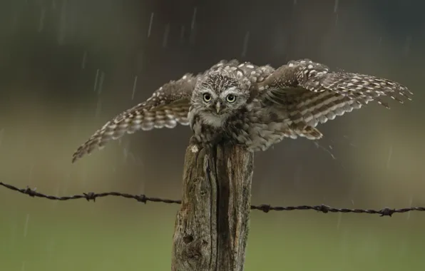 Картинка капли, дождь, сова, птица, забор