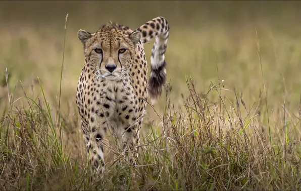 Хвост, гепард, animals, cat, movement, wallpapers 1920 x 1080