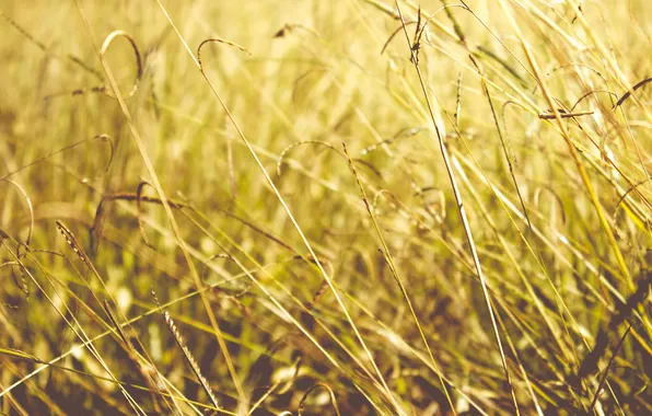 Картинка лето, трава, солнце, свет, желтая