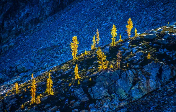 Деревья, горы, природа