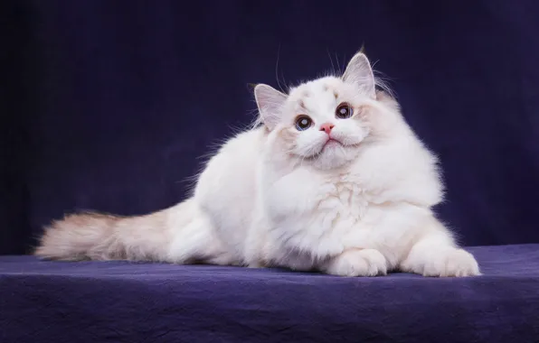Картинка кошка, белый, кот, взгляд, поза, темный фон, котенок, лапы