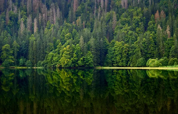 Зелень, лес, лето, вода, деревья, горы, озеро, отражение