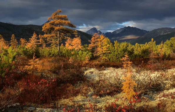 Картинка осень, деревья, пейзаж, горы, тучи, природа, растительность, Колыма