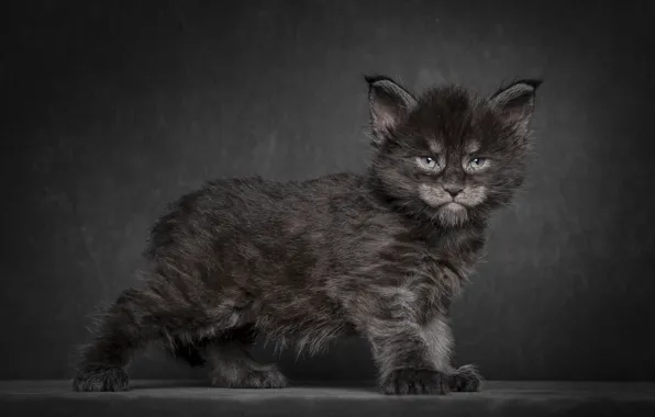 Картинка кот, котенок, фон, черный, Мэйн-кун