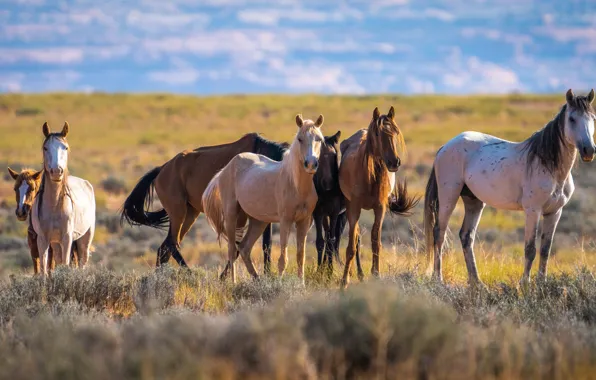 Картинка лошади, табун, horse