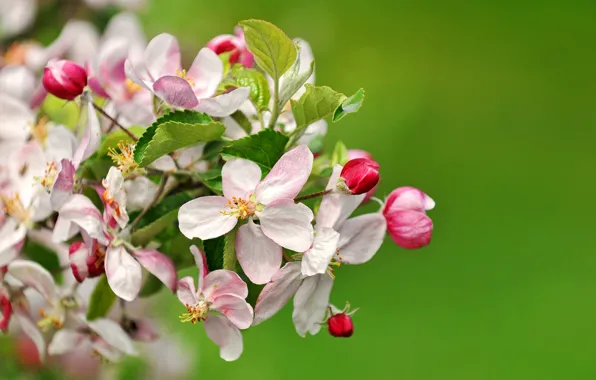 Природа, весна, лепестки, сад