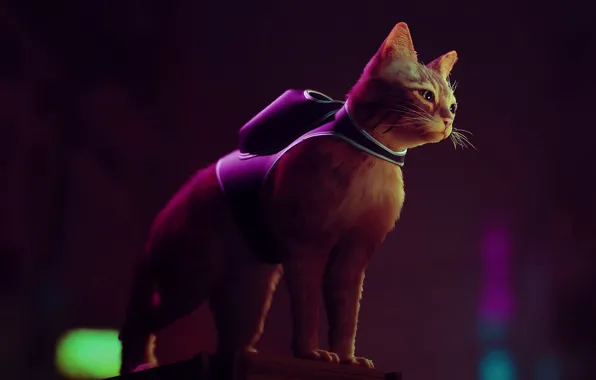 Ночной город, рюкзак, рыжий котяра, cat, Stray