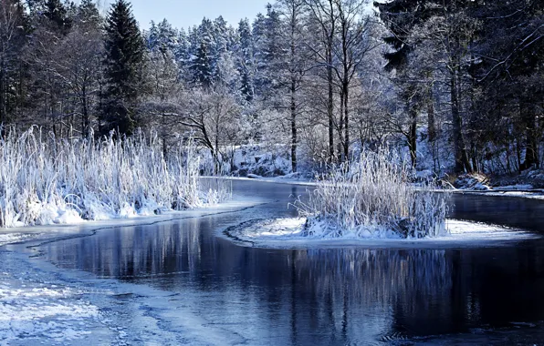 Картинка зима, лес, вода, снег, деревья, природа, озеро, кусты