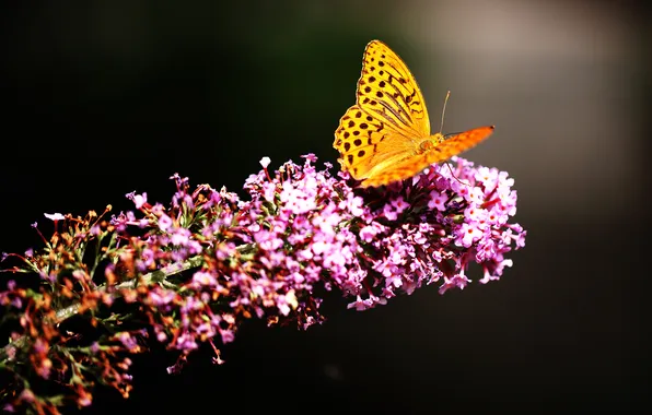 Цветок, природа, бабочка, насекомое, мотылек