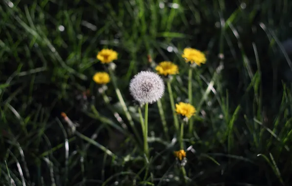 Картинка трава, одуванчик, весна
