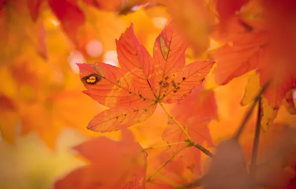 Картинка осень, листья, дерево, клен, крона