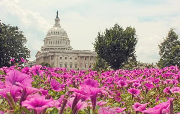 Цветы, Вашингтон, США, капитолий, конгресс
