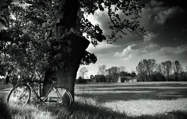 Картинка поле, пейзаж, природа, велосипед, дерево, bicycle, черный и белый, field