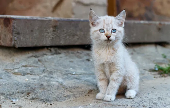 White, kitten, blue eyes