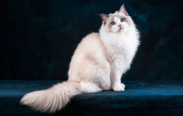 Кошка, кот, взгляд, морда, поза, темный фон, хвост, белая