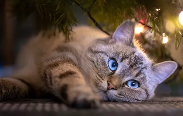 Кошка, кот, свет, ветки, огни, поза, праздник, портрет