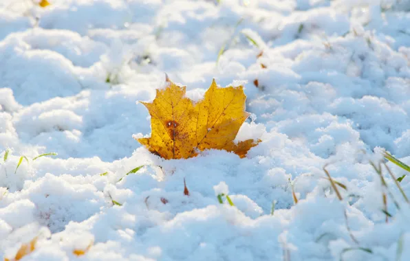 Nature, winter, snow, leaf