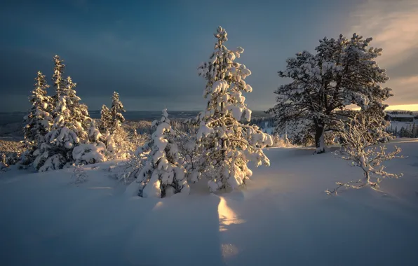 Картинка зима, снег, деревья, пейзаж, природа, рассвет, утро, ели