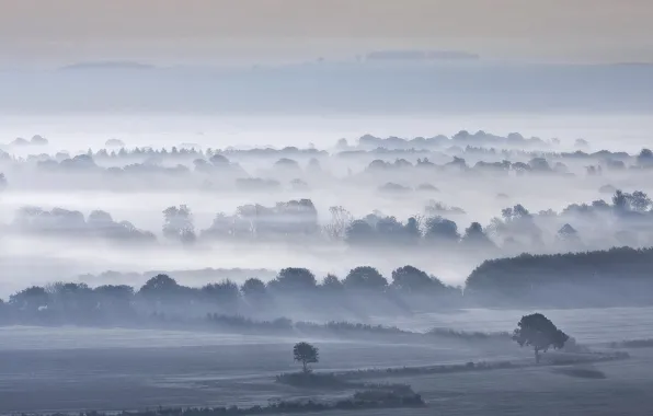 Картинка деревья, туман, поля, утро, долина