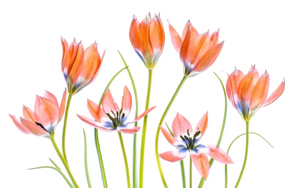 Картинка фон, стебли, тюльпаны, Apricot Tulips