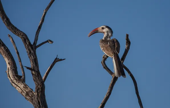 Природа, фон, птица