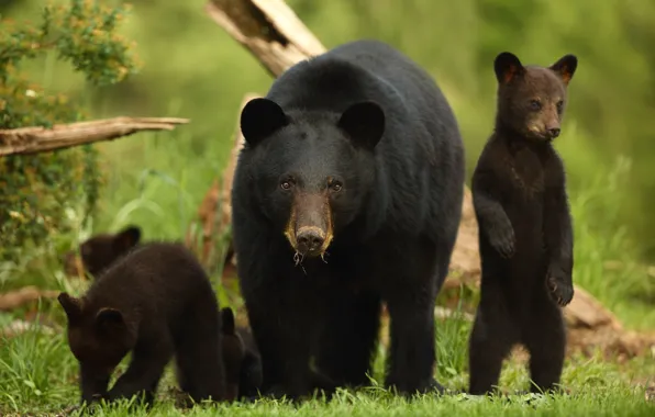 Картинка медведи, медвежата, стойка, медведица, чёрный медведь, Барибал
