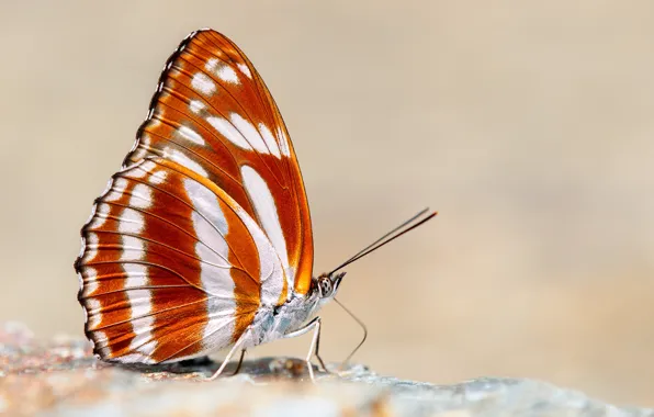 Картинка фон, бабочка, Athyma jina, Bhutan Sergeant