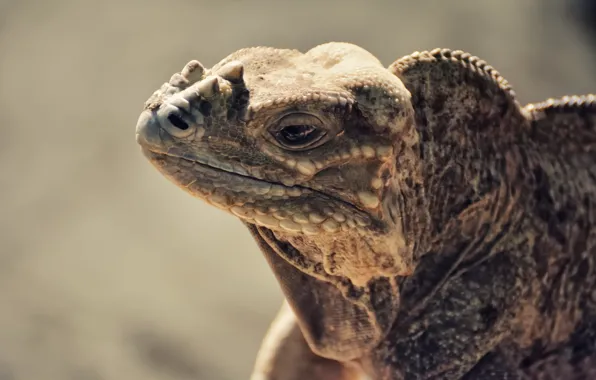 Природа, рептилия, Iguana