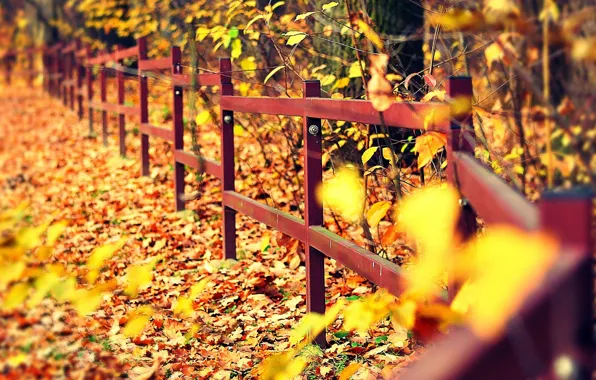 Картинка осень, листья, макро, деревья, фон, дерево, widescreen, обои