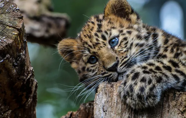 Blue, Eyes, Leopard, Young