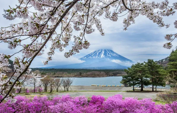 Цветы, гора, весна, Япония, сакура, Фудзияма