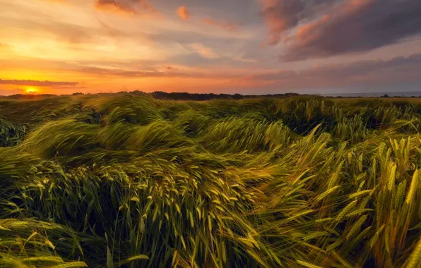 Картинка пшеница, поле, лето, небо, солнце, закат, вечер, Июнь