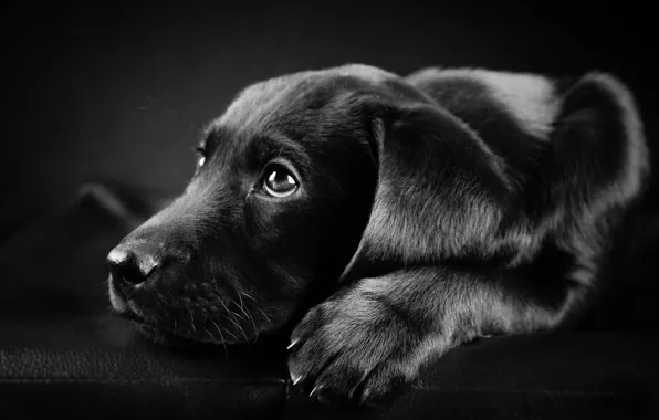 Фото, чёрный, белое, собака, лабрадор, черно