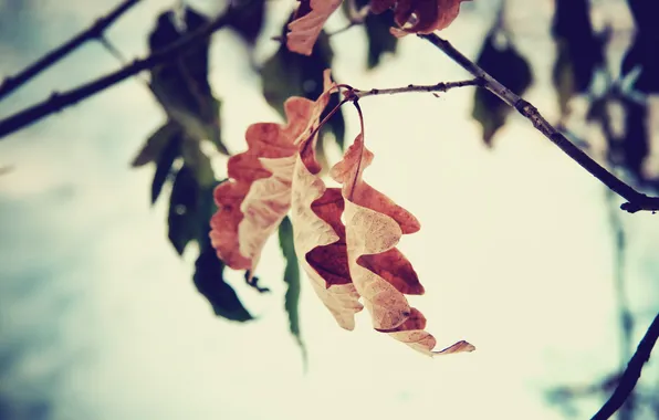 Картинка осень, листья, макро, дуб