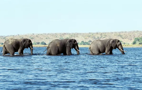 Картинка вода, три, бивни, слона, хоботы