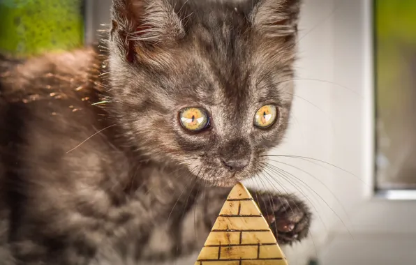 Кошка, взгляд, свет, котенок, серый, игрушка, окно, мордашка