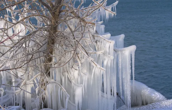 Вода, дерево, лёд, сосульки, Канада, Canada, Lake Ontario, озеро Онтарио