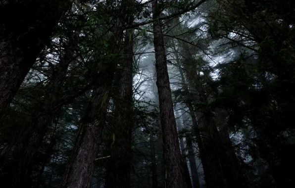 Картинка лес, деревья, природа, туман, США, Hoh Rainforest