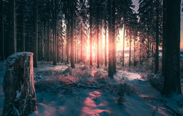 Картинка зима, лес, свет, деревья, природа