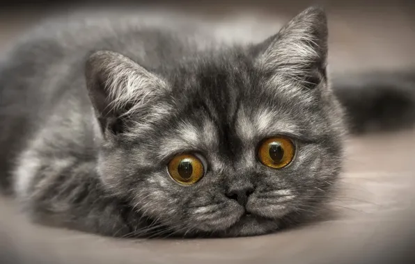 Картинка кошка, кот, мордочка, котёнок, взнляд, котейка, Сергей Аникин