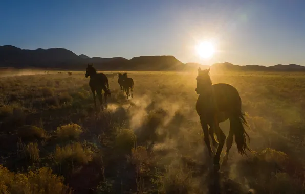 Картинка Sunrise, Nevada, Desert, Wild Horses