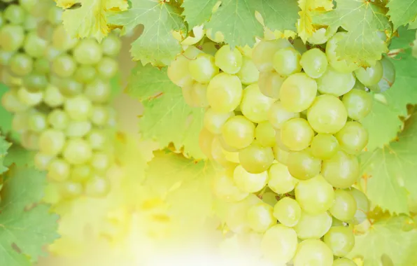 Виноград, гроздь, Grape