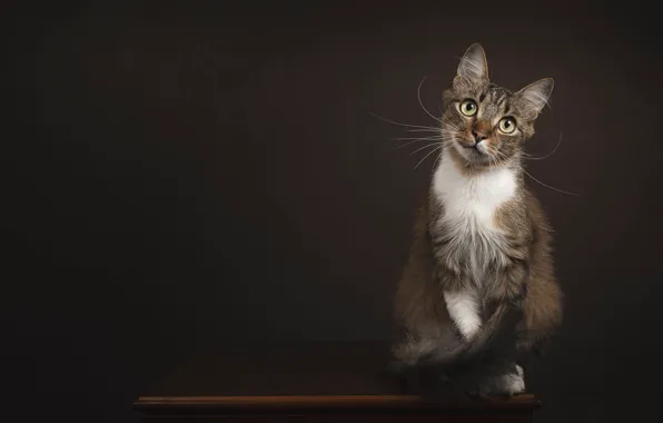 Кошка, кот, взгляд, поза, темный фон, стол, мордашка, сидит
