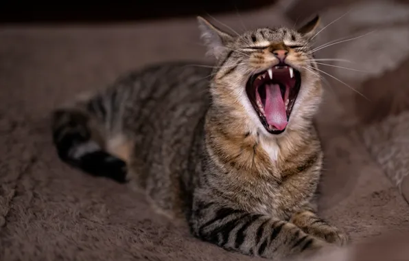 Картинка язык, кошка, кот, серый, пасть, лежит, полосатый
