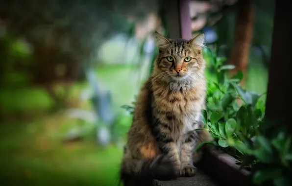 Кошка, кот, природа